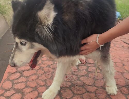 Auxilia FRIZ a canino atropellado en Guadalupe