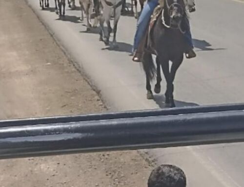 Policía Estatal refuerza seguridad durante actividades de las fiestas patronales de Luis Moya